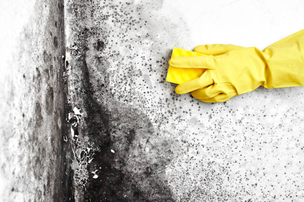 Best Crawl Space Mold Remediation  in Cairo, NE