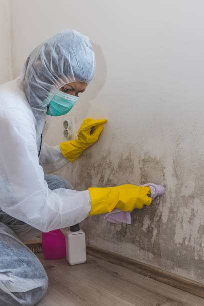 Best Forensic Mold Investigation  in Cairo, NE