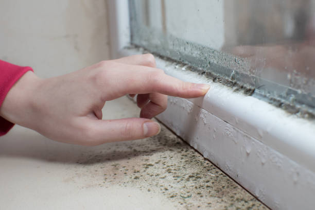  Cairo, NE Mold Removal Pros