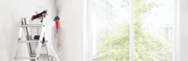 Best Mold Damage Restoration  in Cairo, NE