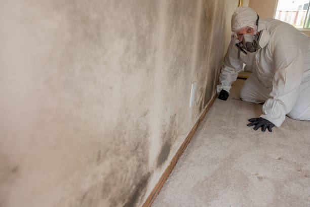 Best Basement Mold Removal  in Cairo, NE